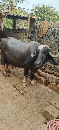 ભેંસ બેસવાની સે