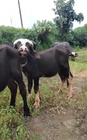 દોઢથી પોણા બે વર્ષ