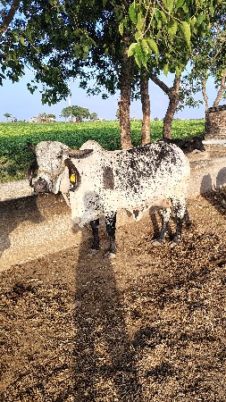 ગાય 2વેતર