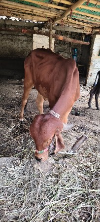 ઓરિજનલ ગીર વાસડી સે.