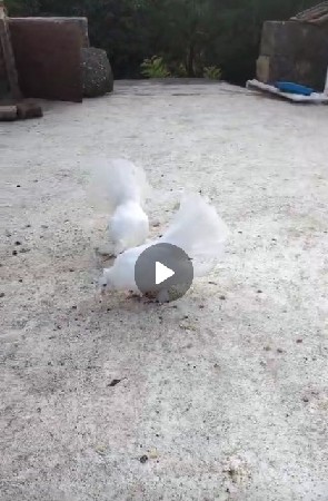 મોરપીંછ કબુતર