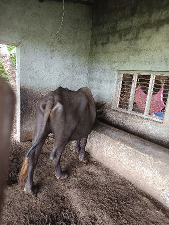 ઘડેલી વેચવાની છે