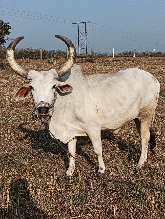 vechbana che