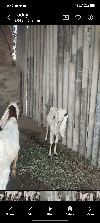 વેચવાનું છે