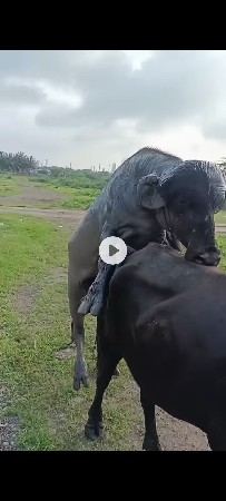 પાડો
