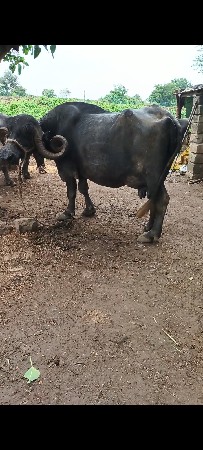 ભેસ વેચવાની છે