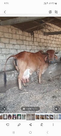ગાય વેચવાની છે
