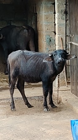 બન્ની પાડી વેચવાની છે.
