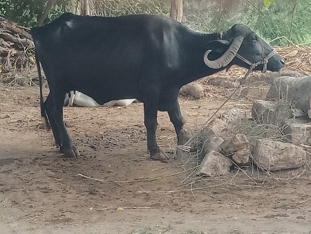 ભેંશ વેચવાની છે