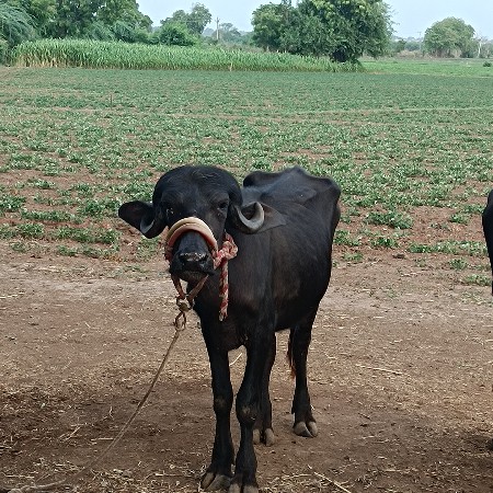 2 વર્ષ ની પાડી વેચવાની છે