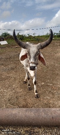 ગોઢલો વેચવાનો છે