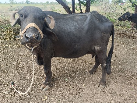 ભેંસ વેચવાની છે