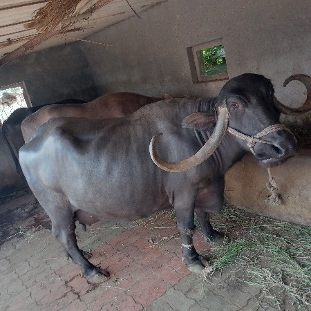 8 liter dudh
10 day Kashi