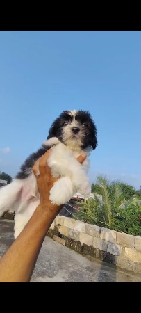 sitzu mel