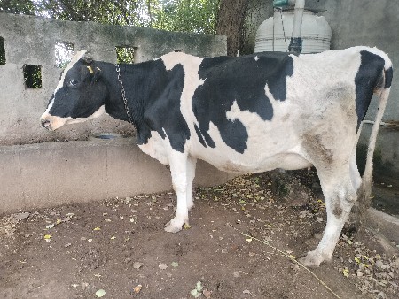 જર્સી ગાય વેચવાની છે