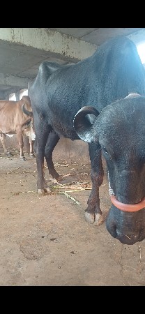 ભેસ વેસવાની છે