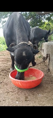 બીજું વેતર....