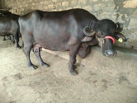 ભેંસ વેચવાની શે