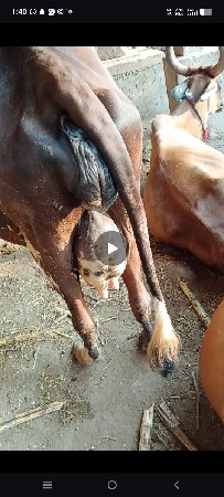ગાય વેચવાની છે