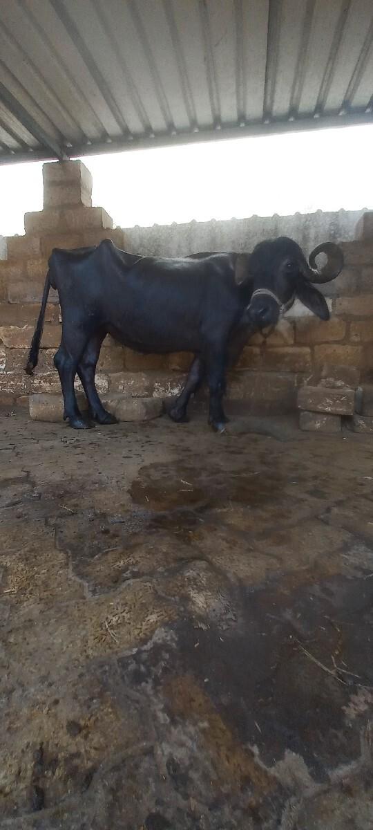 પેલું વેતર ખડેલી વેચવાની છે