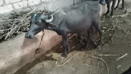 પાડી વેચવાની છે