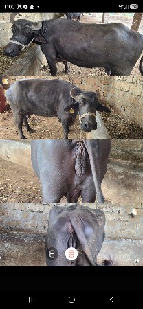 ભેંસો વેચવાનિ છે