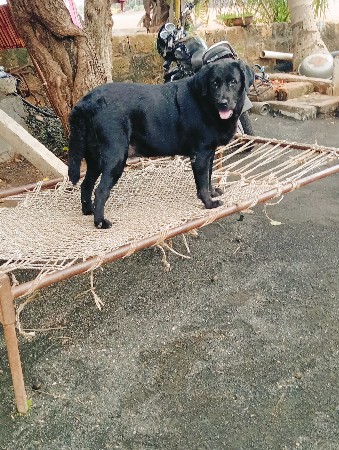 dog