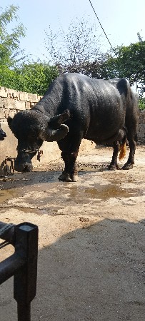 તાલુકો જીલ્લો પોરબંદર ગામ મંડેર વે