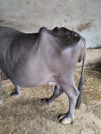 ભેંસ વેચવાની છે આઠ દિવસની કાશી