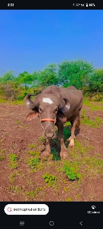 વેસ