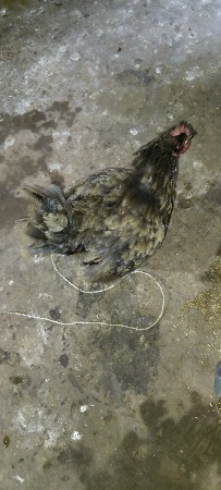 દેશી