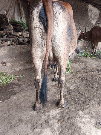 ગાય વેચવાની સે પેલું વેતર