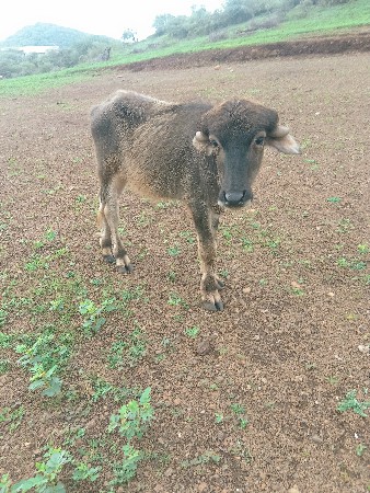 આ પાડો વેચવાનો છે