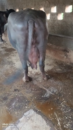 ભેંસ