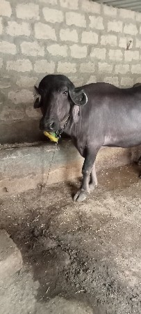 ભેંસ વેચવાની છે