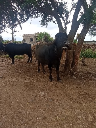 ભેંસ વેચવાની છે