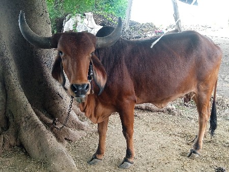 બીજું વેતર