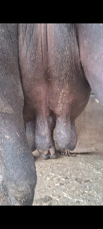 ભેસ