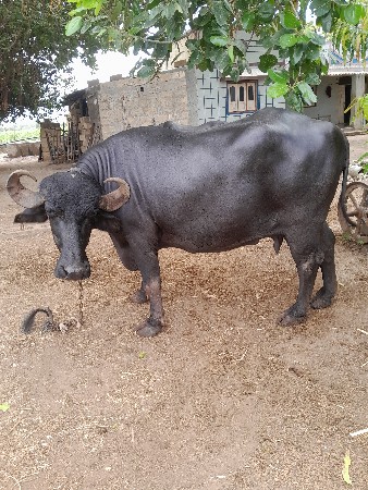 વેચવા ની છે.