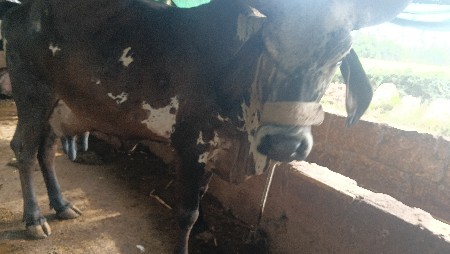 ગાય