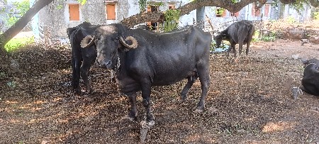 ભેંસ વેચવાની છે