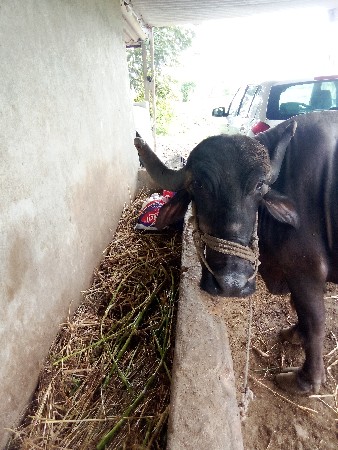 3જુ વેતર વ્યાસે