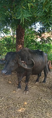 ભેંસ વેચવાની છે