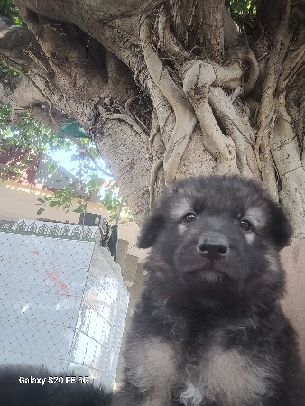 જરમસેફર ડબલ કોટ