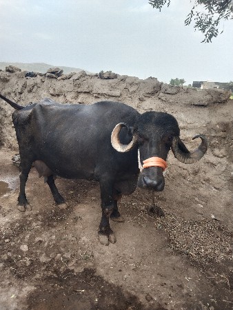 આ ભેંસ વેવવાની છે