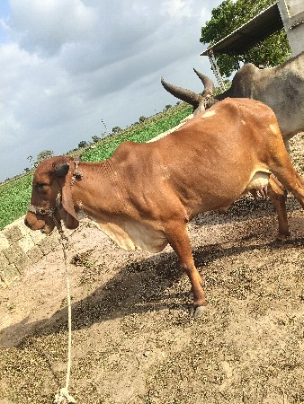 ગાય વેચવાની છે
