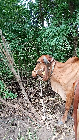 સાવ સોજી ટોટલ જવાબદારી છે