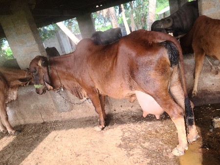 gir gay vechavani chhe