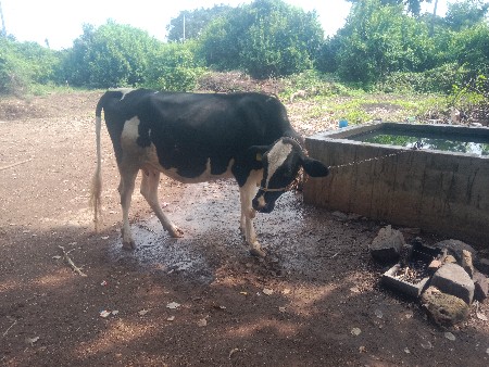 ગાય દેવાની છે