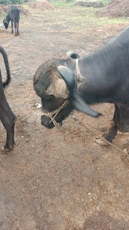2 જુ વેતર